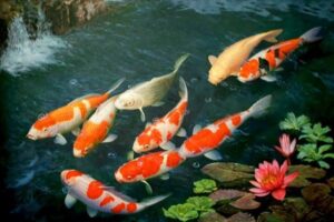 Mơ thấy cá chép đánh số gì ?