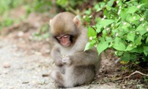 Mơ thấy khỉ đánh con gì?