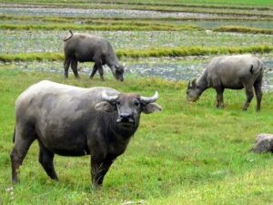 Mơ thấy trâu đánh đề con gì?
